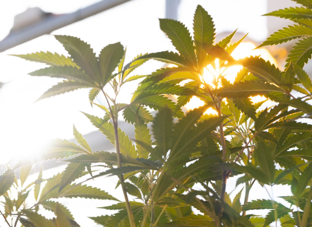 Introduction to Medicinal Cannabis