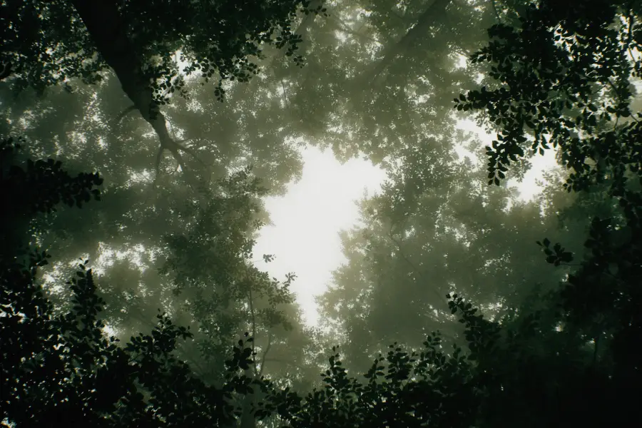 Forest canopy representing plant based therapies