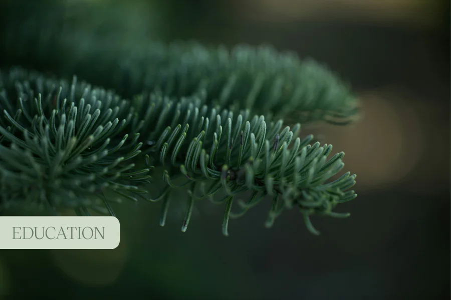 Unlocking the Potential of Medicinal Cannabis in Epilepsy 
