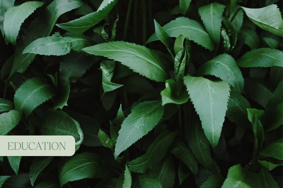 How CBD Can Play a Role in Cancer Treatment