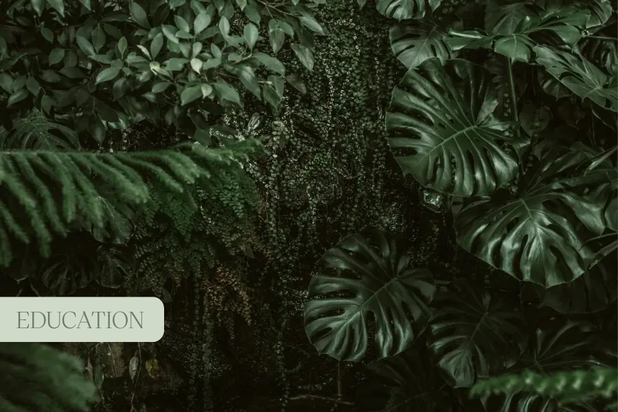 a photo of plants in a green forest